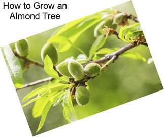 How to Grow an Almond Tree