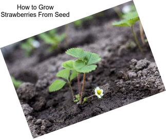 How to Grow Strawberries From Seed