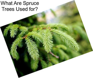 What Are Spruce Trees Used for?