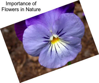 Importance of Flowers in Nature