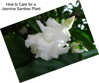 How to Care for a Jasmine Sambac Plant
