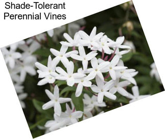 Shade-Tolerant Perennial Vines