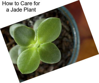 How to Care for a Jade Plant
