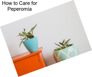 How to Care for Peperomia