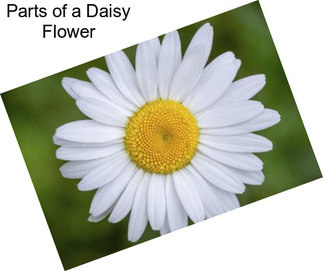 Parts of a Daisy Flower