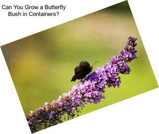 Can You Grow a Butterfly Bush in Containers?