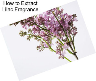 How to Extract Lilac Fragrance