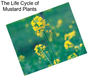 The Life Cycle of Mustard Plants