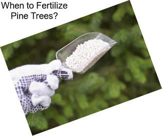 When to Fertilize Pine Trees?