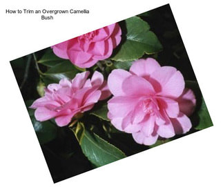 How to Trim an Overgrown Camellia Bush