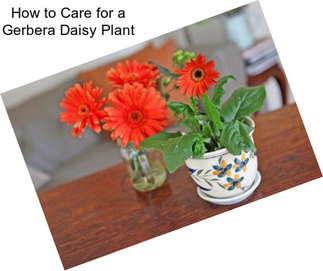 How to Care for a Gerbera Daisy Plant