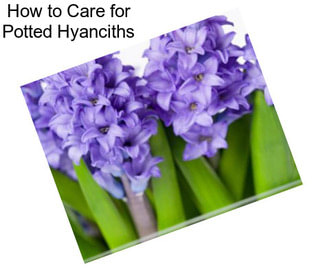 How to Care for Potted Hyanciths