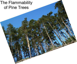 The Flammability of Pine Trees