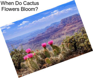 When Do Cactus Flowers Bloom?