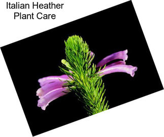 Italian Heather Plant Care