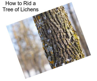 How to Rid a Tree of Lichens