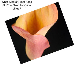 What Kind of Plant Food Do You Need for Calla Lilies?