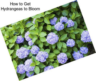 How to Get Hydrangeas to Bloom