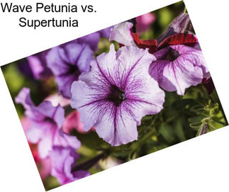 Wave Petunia vs. Supertunia