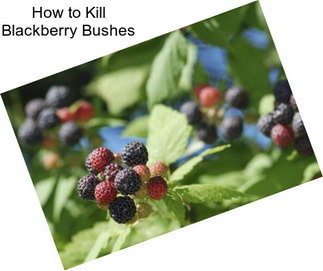 How to Kill Blackberry Bushes
