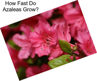 How Fast Do Azaleas Grow?