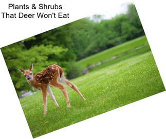 Plants & Shrubs That Deer Won\'t Eat