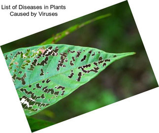 List of Diseases in Plants Caused by Viruses