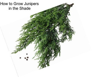 How to Grow Junipers in the Shade