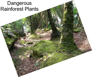 Dangerous Rainforest Plants