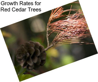 Growth Rates for Red Cedar Trees