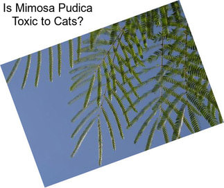 Is Mimosa Pudica Toxic to Cats?