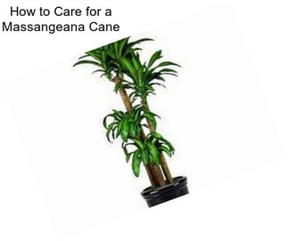 How to Care for a Massangeana Cane