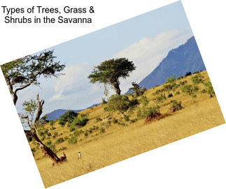 Types of Trees, Grass & Shrubs in the Savanna