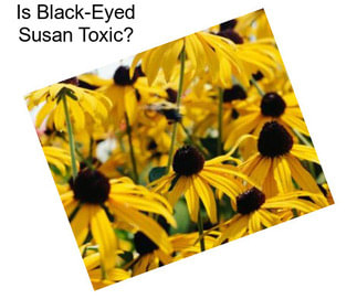 Is Black-Eyed Susan Toxic?