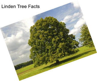 Linden Tree Facts