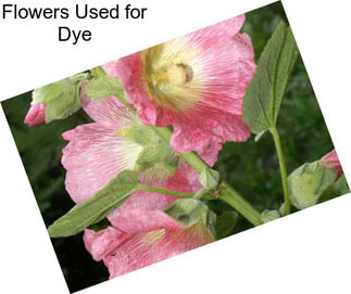 Flowers Used for Dye