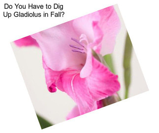 Do You Have to Dig Up Gladiolus in Fall?