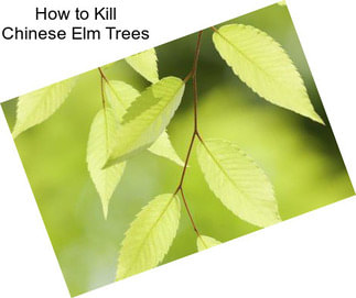 How to Kill Chinese Elm Trees