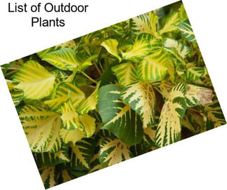 List of Outdoor Plants