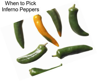 When to Pick Inferno Peppers