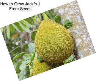 How to Grow Jackfruit From Seeds