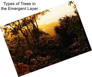 Types of Trees in the Emergent Layer