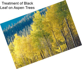Treatment of Black Leaf on Aspen Trees