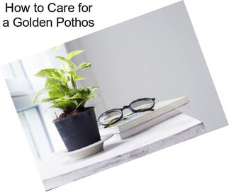 How to Care for a Golden Pothos