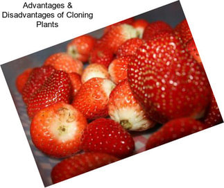 Advantages & Disadvantages of Cloning Plants