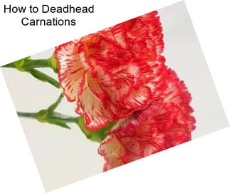 How to Deadhead Carnations