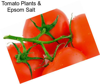 Tomato Plants & Epsom Salt