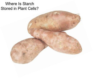 Where Is Starch Stored in Plant Cells?