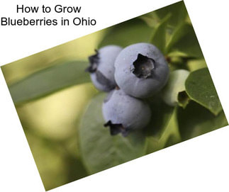 How to Grow Blueberries in Ohio