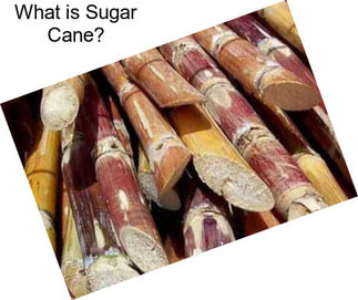 What is Sugar Cane?